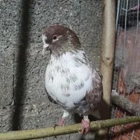 کفتر نر پرشی