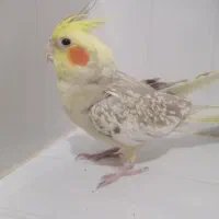 عروس هلندی گل باقالی