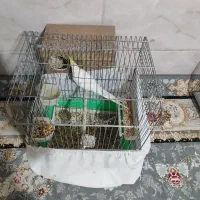 عروس هلندی