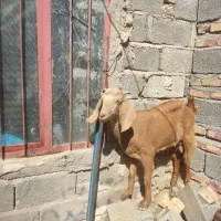 بز شیری چاغ سالم واسه مالداری