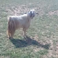 بز نر در امیدیه