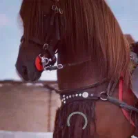 اسب حرفه ای معاوضه