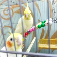 عروس هلندی  جفت و جوجه