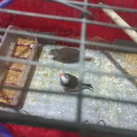 فنج سالم عالی