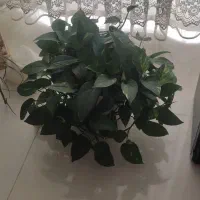 گل های خانگی|گل و گیاه طبیعی|شاهین‌شهر, شهرک ردانی پور|دیوار