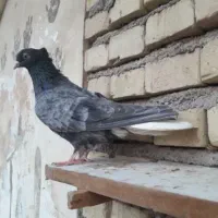 کبوتر|پرنده|اهواز, منازل کارون|دیوار