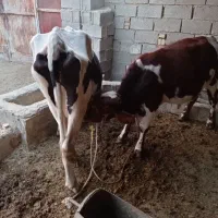 سلام فروش گاو درجه یک