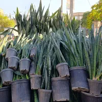 حراج واقعی سانسوریا|گل و گیاه طبیعی|مشهد, کوی المهدی|دیوار