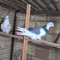 کبوتر یا کفتر جوجه گرفتنی|پرنده|پاکدشت, پاکدشت (مامازند)|دیوار