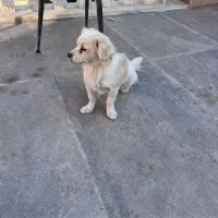 سگ پاکوتاه|سگ|چهارباغ, |دیوار