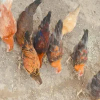 مرغ وخروس بارنه