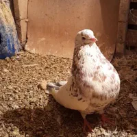 کفتردرجه یک.نوک ریز..