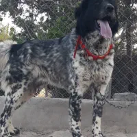 چهارتا سگ نر هم قول خاسگری