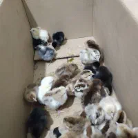 جوجه محلی اصیل زابل و دستگاه جوجه کشی هدایت|حیوانات مزرعه|زابل, |دیوار