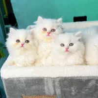 بریتیش لانگهر|گربه|لاهیجان, قیام|دیوار