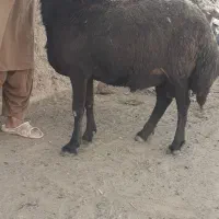قوچ افشاری