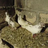 کبوتر  خالدار