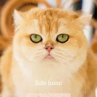 بریتیش کمیاب