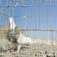 جفت طوقی نر ماده هفت‌رنگ زرد پرخال کاکلی و کارتونی