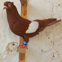 صیدرنگی ۳عددکلکسیونی یه کت سفیدسرگ قعرع سینه|پرنده|مشهد, گلبرگ شمالی|دیوار