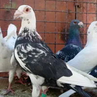 پلاکی گوره طااوسی رمادی