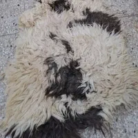 پوست بز کشتار