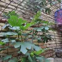 درخت انجیر بزرگ میوه دار گلدانی مناسب برای پشت بام