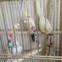 عروس هلندی|پرنده|تهران, چیتگر شمالی|دیوار