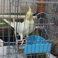 عروس هلندی نر لوتینو|پرنده|بومهن, |دیوار