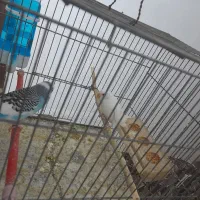 یه جفت مرغ عشق و یه جفت عروس هلندی