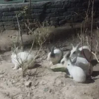 خرگوش