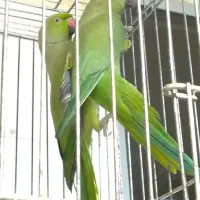 پول نیازم قیمت مناسب انواع طوطی سانان معاوضه فروش