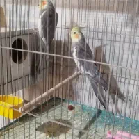 عروس هلندی مولد|پرنده|خمینیشهر, |دیوار