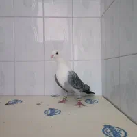 ابلغ افغانی هفت‌رنگ دم سفید کلاغ کربلایی|پرنده|مشهد, دانشجو|دیوار