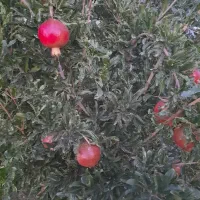 باغ به متراز ۵ هزار مترمربع دارای کانکس بر جاده|فروش زمین و ملک کلنگی|شوط, |دیوار