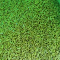 گندم بوجاری شده