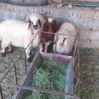 بره ماده سفید