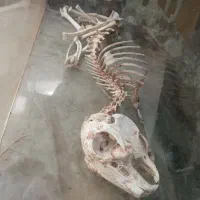 فسیل قدیمی