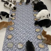 پانسیون گربه