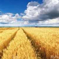 جو داخل گونی و کلش گندم