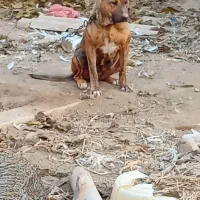 سگ ماده سرابی کانگال درجه یک سه سالشه