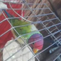 طوطی ملنگو خاص کله فندوقی