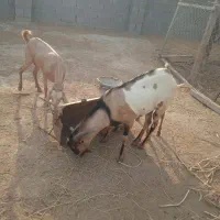 نری