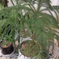 کار نگهبانی یا کار سرایداری داشتین هستم