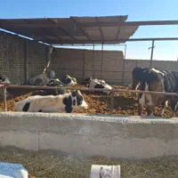 فروش گاوداری با مجوز در نجم اباد