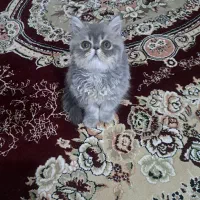 گربه
