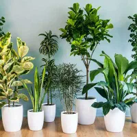 نگهداری گل و گیاه آپارتمان در لوکیشن شما با تماس