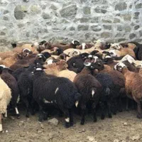 گوسفند زنده شاهین ویلا گلشهر باغستان گوهردشت|حیوانات مزرعه|کرج, شاهین‌ویلا|دیوار
