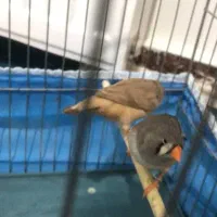 جوجه ۳ماهه فنچ کینگ|پرنده|پاکدشت, پاکدشت (مامازند)|دیوار