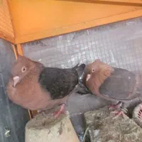 یک جفت کبوتر نقش آرشینگل|پرنده|ابریشم, |دیوار